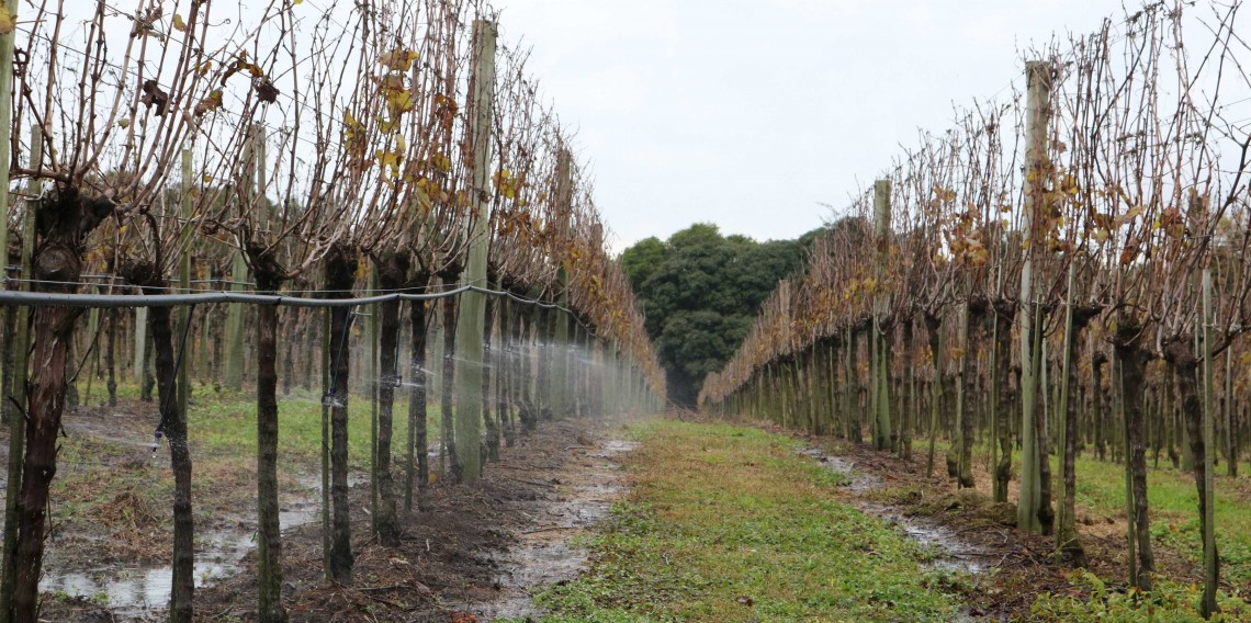 : Última edição do Vitis Aurora, em 2022, atraiu 3,5 mil pessoas na unidade da Cooperativa Vinícola Aurora em Pinto Bandeira          