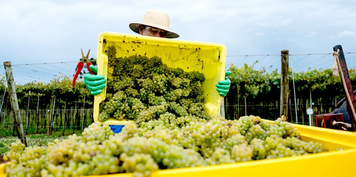 Safra 2024 teve entre os destaques as uvas para a elaboração de espumantes, como Chardonnay e Riesling Itálico   