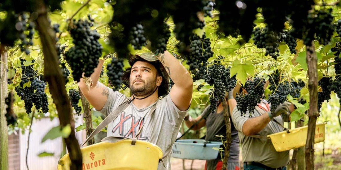 Cooperados da Aurora produzem em 11 municípios da Serra Gaúcha. Eles cultivam 56 variedades de uvas em pequenas propriedades com média de 2,5 hectares 