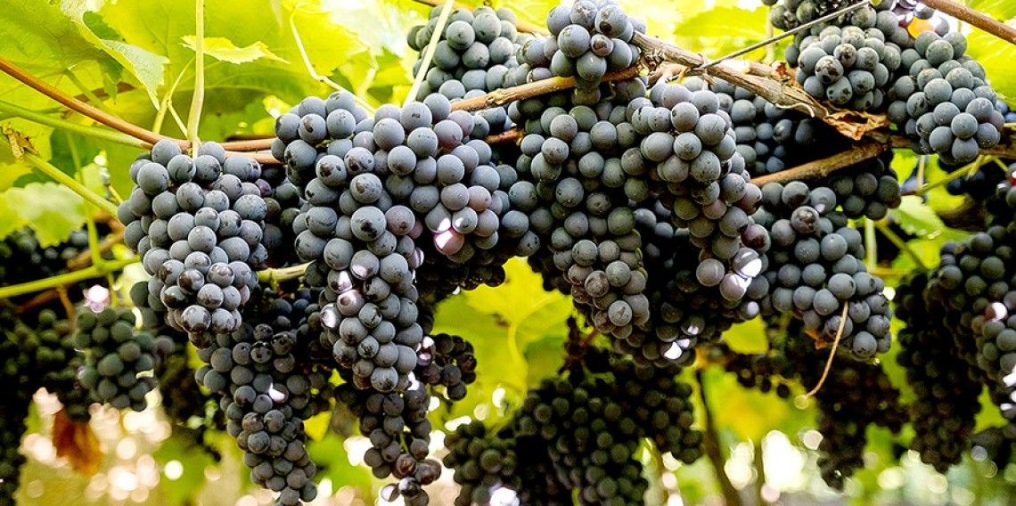 : Mesmo com volume abaixo do registrado em 2023, qualidade da uva ficou dentro de um padrão histórico nesta safra         
