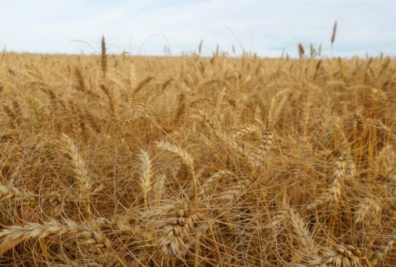 Agricultores e empresas gaúchas negociaram 234.882,320 toneladas do cereal