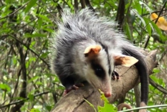 Os animais soltos pela CSG são da espécie gambá-de-orelha-branca (Didelphis albiventris), resgatados após um atropelamento em novembro do ano passado. 