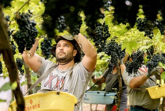 Cooperados da Aurora produzem em 11 municípios da Serra Gaúcha. Eles cultivam 56 variedades de uvas em pequenas propriedades com média de 2,5 hectares 
