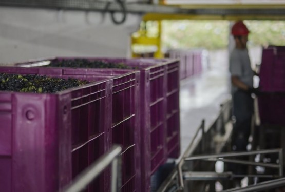 Recebimento de uvas na Cooperativa Vinícola Garibaldi já passou dos 14 milhões de quilos