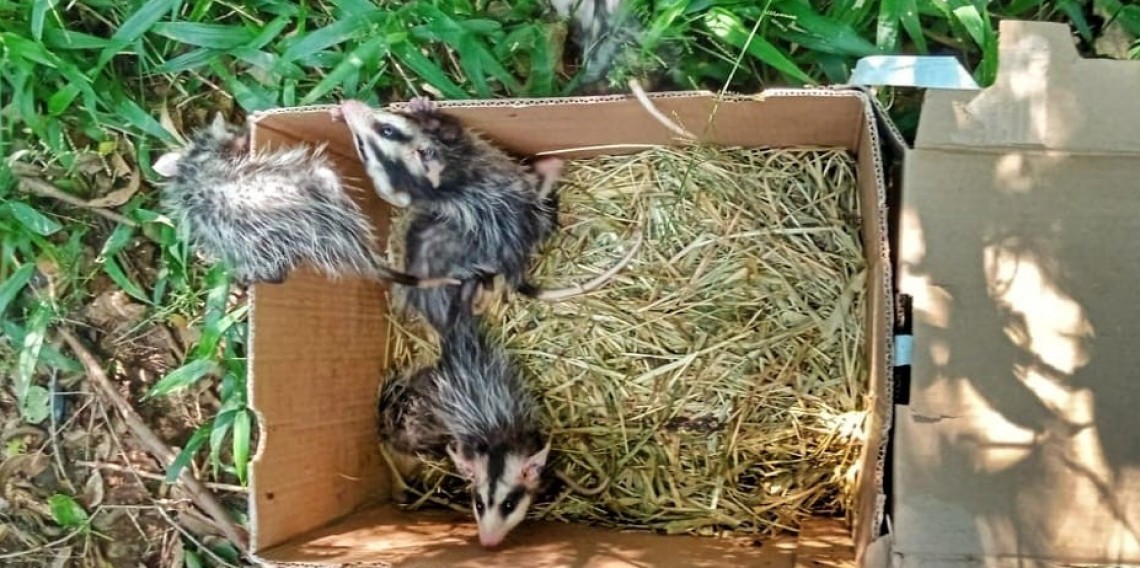 Em 2024, CSG realizou a soltura de filhotes de gambás resgatados na ERS-122, como parte do programa de Proteção e Monitoramento da Fauna. 