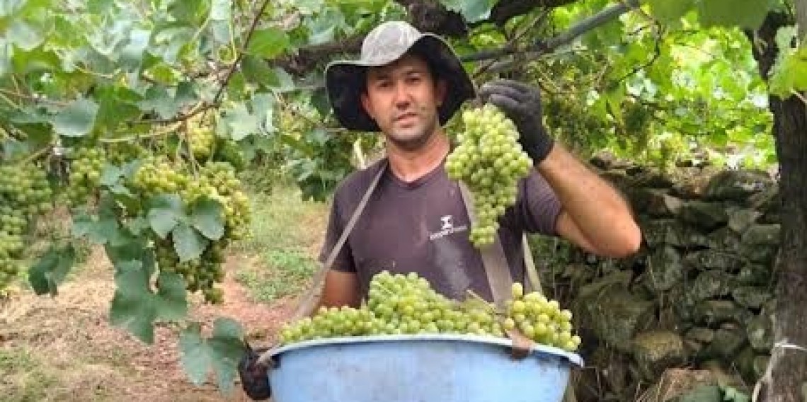 No Dia do Colono, Giovani Giovanaz, associado a Cooperativa Vinícola Garibaldi, exemplifica o reconhecimento do ofício