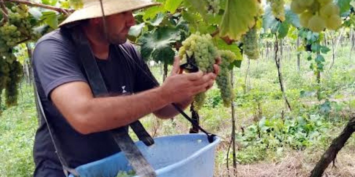 No Dia do Colono, Giovani Giovanaz, associado a Cooperativa Vinícola Garibaldi, exemplifica o reconhecimento do ofício